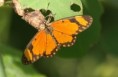 /album/photo-gallery-homepage/small-butterfly-tanji-beach-jpg/